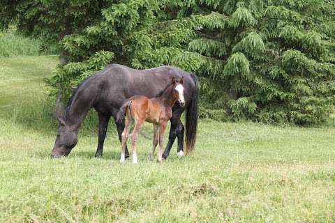 Walnut Hill Farms Hanoverians